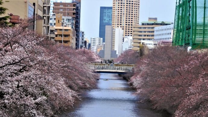 ２０２２・３・２６　目黒区美術館「木村伊兵衛と画家たちが見たパリの色とりどり」。目黒川の桜も咲き始めていた。