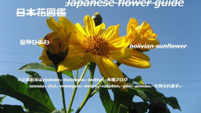 誰も見たことがない?六メートル!Has anyone seen it? 6 meters!