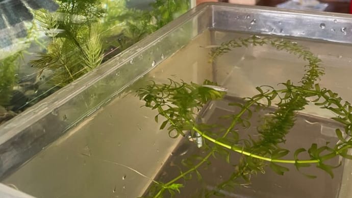 メダカの引っ越し