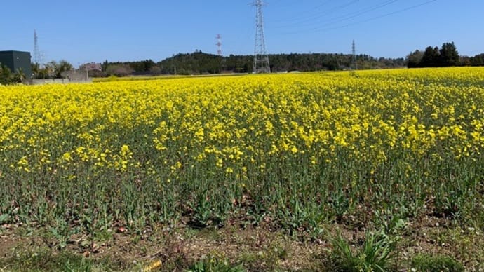 一面の菜の花 スイセン群 静かな桜の名所・・・