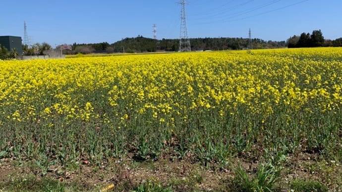 一面の菜の花　スイセン群　静かな桜の名所・・・