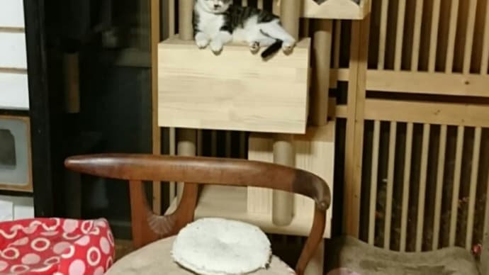 大翔
