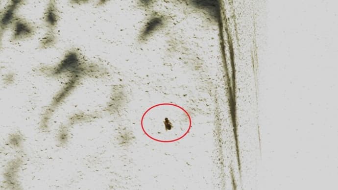 アシブトハナアブ♀(富山市)