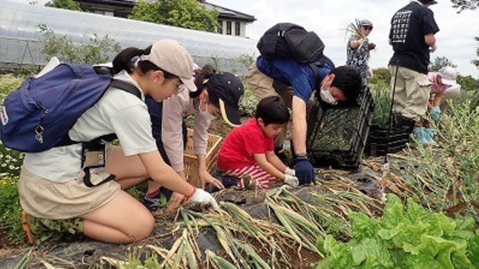 里山体験プログラム「タマネギの収穫と牛丼作り」