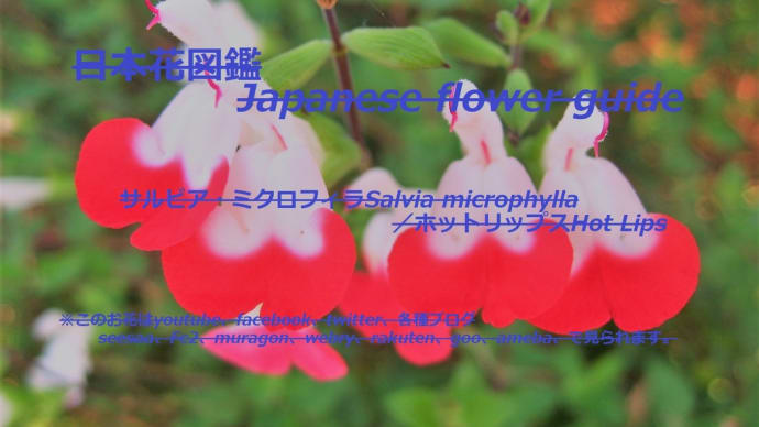赤い唇、スカートのダンサー?!Dancer with red lips and skirt? !!