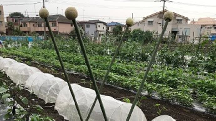 Hilo‘s Farm 茄子を初収穫