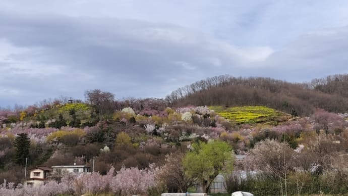 映画「シェアの法則」鑑賞会と花見山公園