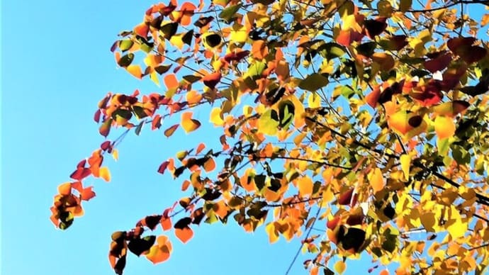 ナンキンハゼの紅葉の前に…街路樹の「ああ無情」