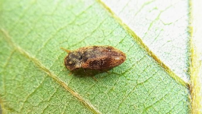 シロオビチビサビキコリ Adelocera difficilis :カシ類の葉に