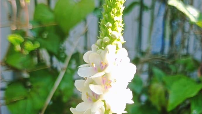 バーバスカム開花❤決定的な一歩