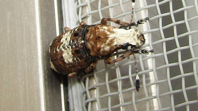 シロヒゲナガゾウムシ♀20200429