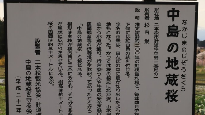 今年のサクラ紀行 2