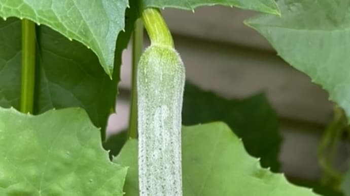 「雨と太陽の恵み❓」