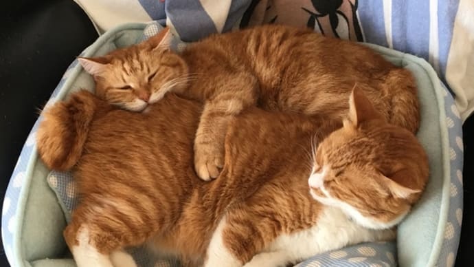 ひっつきぼぼ