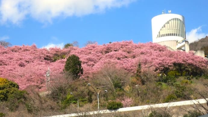 第25回まつだ桜まつり