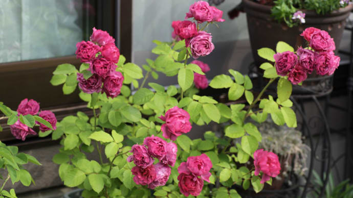 遅咲きのバラ、ボニカ‘82とポンポネッラ