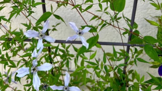 夏顔で咲くクレマチス〜心配しなくていい夏の症状〜