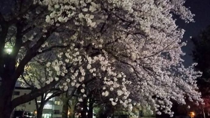 天駕と夜桜を満喫