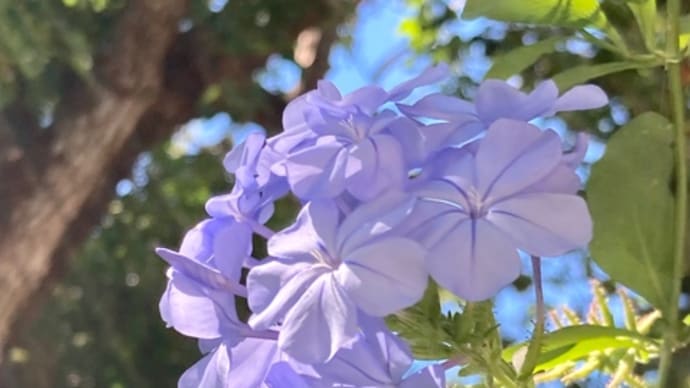 ルーシーダットン（タイ式ヨガ）の日