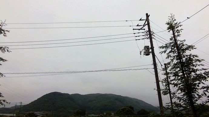 朝顔の芽の空