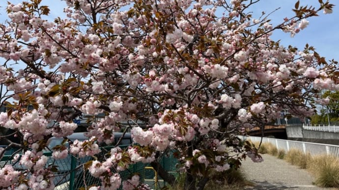 八重桜と花水木