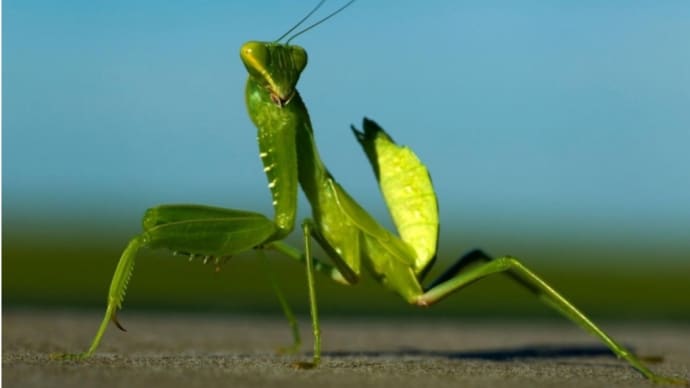 カマキリ、キリ子の事
