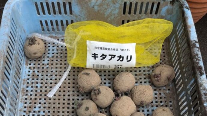芋の植え付け準備