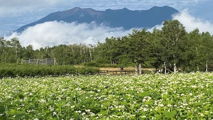 そば畑が見ごろに・・・