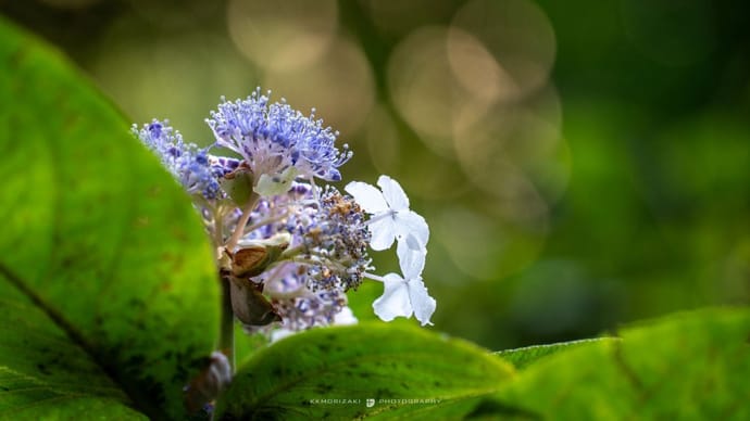 白露の候【瑞泉寺】芙蓉は元気よく、タマアジサイがキレイでした