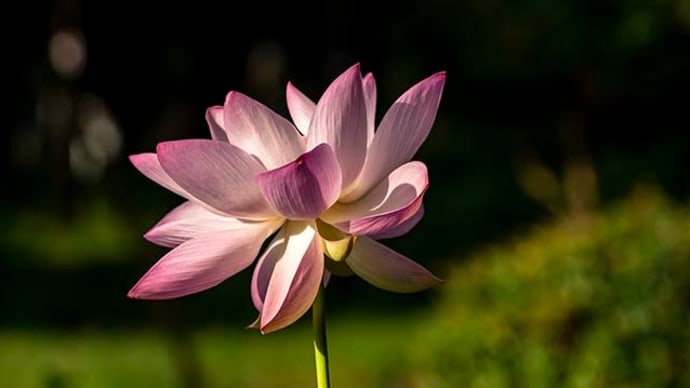瑞光蓮、最後の一輪だろうか