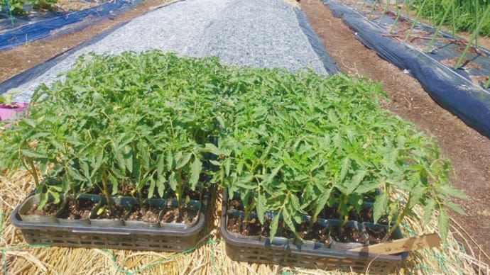 トマトの植え付け