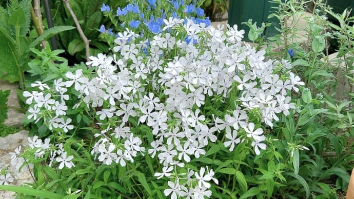 庭は白とブルーの世界 ＆ フランシス デュブリュイ開花