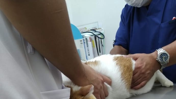 猫便秘