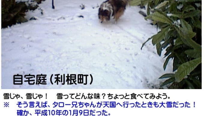 小太郎と次郎と雪－雪じゃ！　2001年－