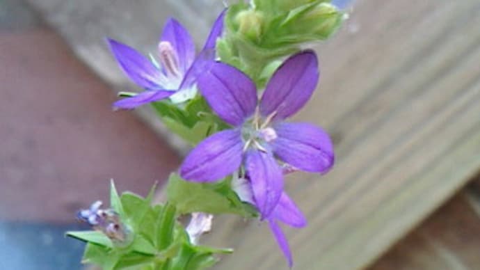 紫の小花