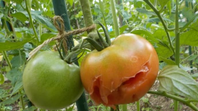 庭のトマトに防虫ネットをかぶせました