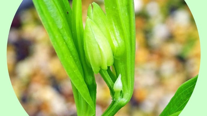 トウチクラン(唐竹蘭)とは、ナニモノなのだろうか?