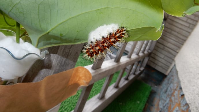 閲覧注意・タテハサムライコマユバチの繭