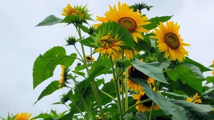 梅雨時の向日葵・・🌻🐥🌂