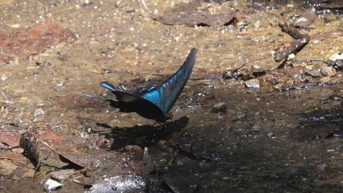 カラスアゲハ・クロコノマチョウ