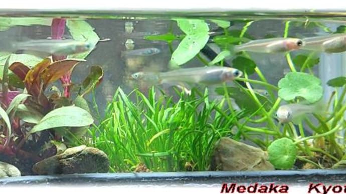 水の中の寄植え🍀メダカ🐟も喜ぶ自分も癒やされる水の中の自然
