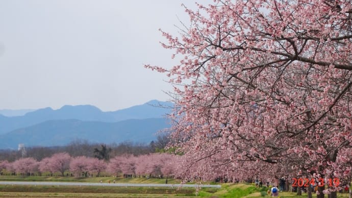北浅羽桜堤公園の安行寒桜(24.3.19)