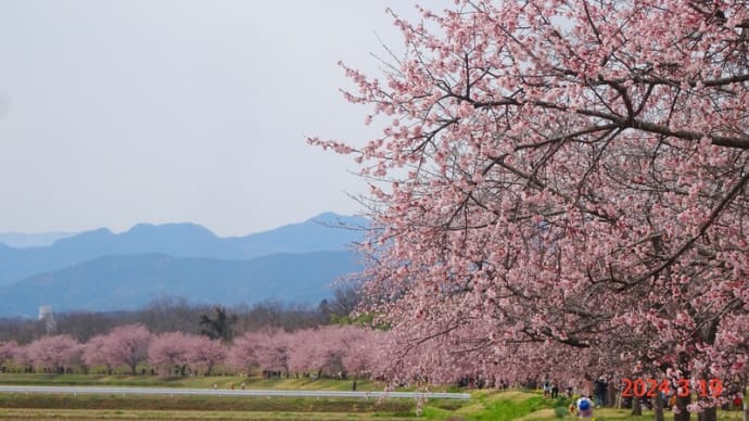 北浅羽桜堤公園の安行寒桜（24.3.19）