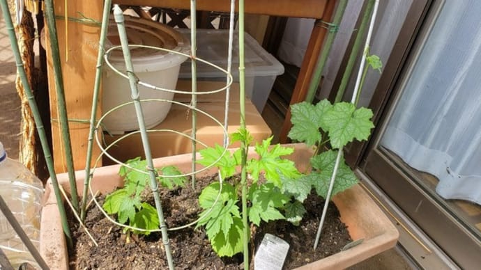 ベランダ菜園始めました。