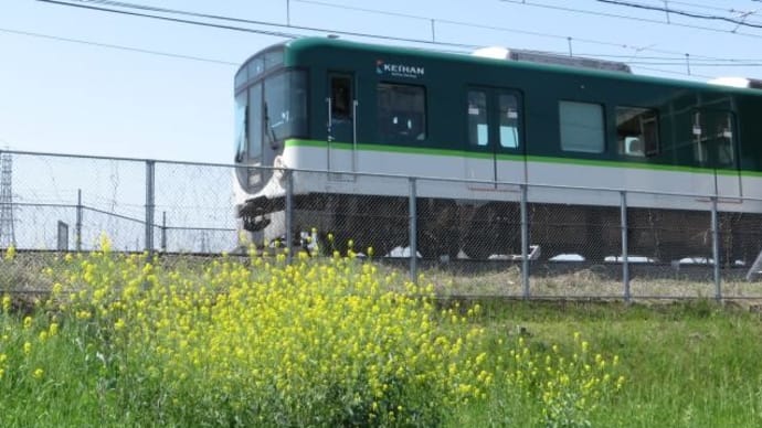 菜の花と京阪電車