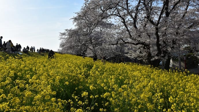 さくら狩り 埼玉県熊谷市 2022年熊谷桜まつり 熊谷桜堤(3)荒川大橋手前