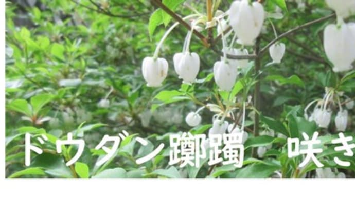 ドウダンツツジ@白いベルの可憐な花が咲き始めました(*^^)v