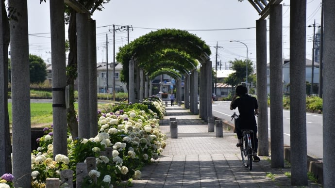 あじさい狩り　埼玉県加須市騎西　騎西あじさい祭り：ふじとあじさいの道（完）町道212号線