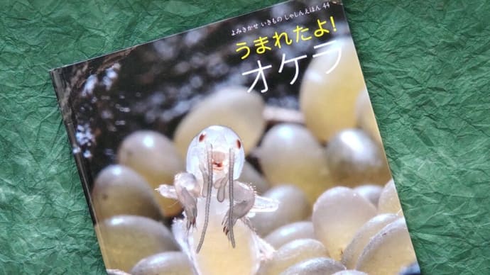 オケラ★素敵な写真絵本見つけた♪