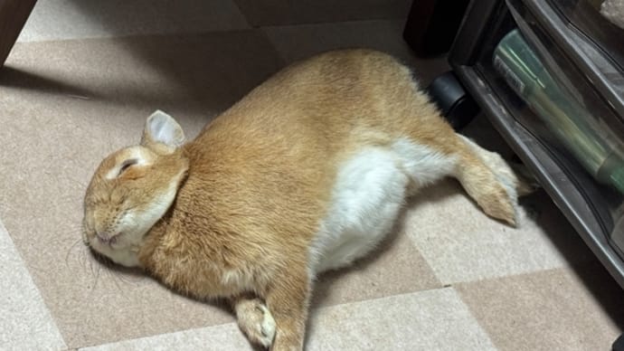 熟睡中💤